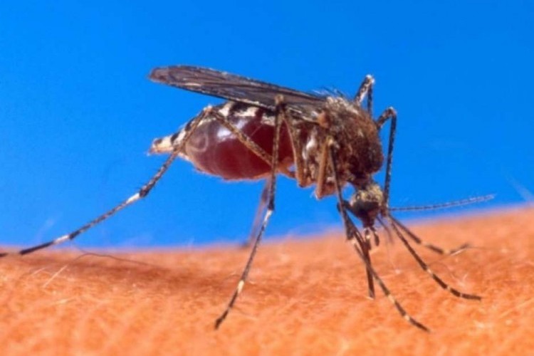 https://radiometropoleam.com.br/uploads/news/Bauru confirma 17 mortes e 15 mil doentes por dengue