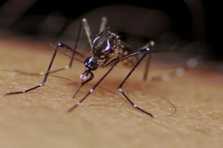 https://radiometropoleam.com.br/uploads/news/Mais de 3 mil casos prováveis de dengue e 1 morte são registrados em uma semana Triângulo, Alto Paranaíba e Noroeste