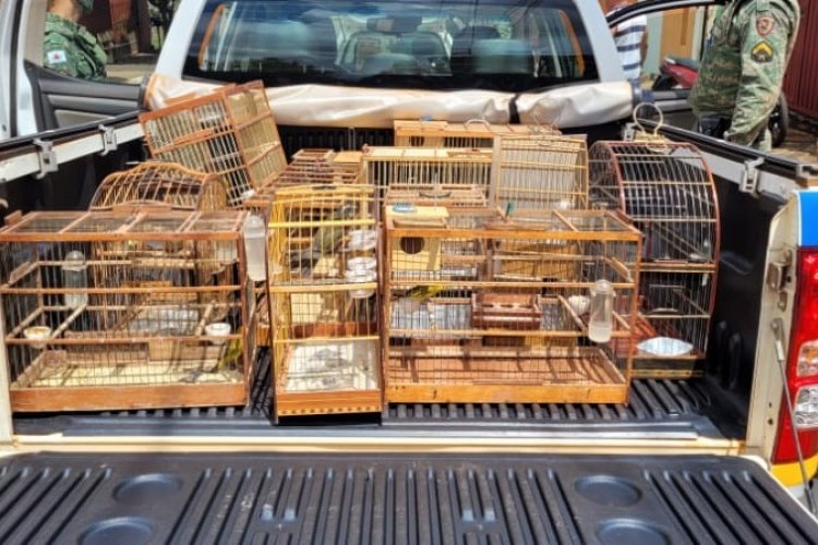 https://radiometropoleam.com.br/uploads/news/Dupla é detida com mais de 20 aves silvestres e multada em quase R$ 50 mil em Ituiutaba