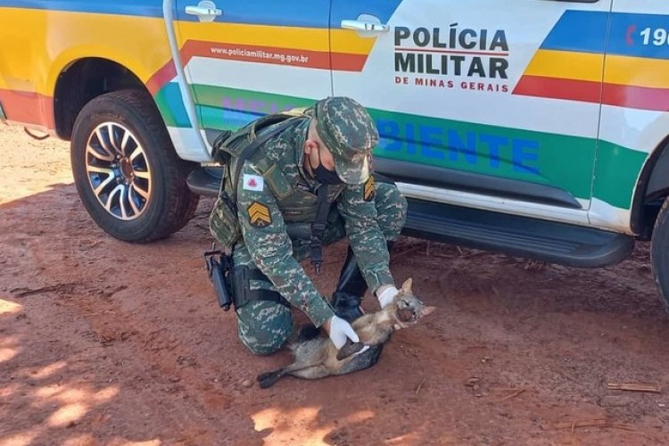 https://radiometropoleam.com.br/uploads/news/Cachorro-do-mato é encontrado em estado grave após ser atropelado na BR-365 em Ituiutaba