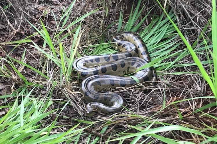 https://radiometropoleam.com.br/uploads/news/Sucuri de 4 metros é encontrada em terreno por trabalhadores em Ituiutaba